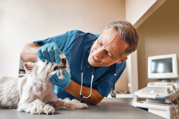  East Speer, NC Emergency Dentist Pros